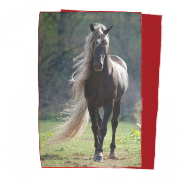 Coperta singola CAVALLO CRINIERA BIONDA